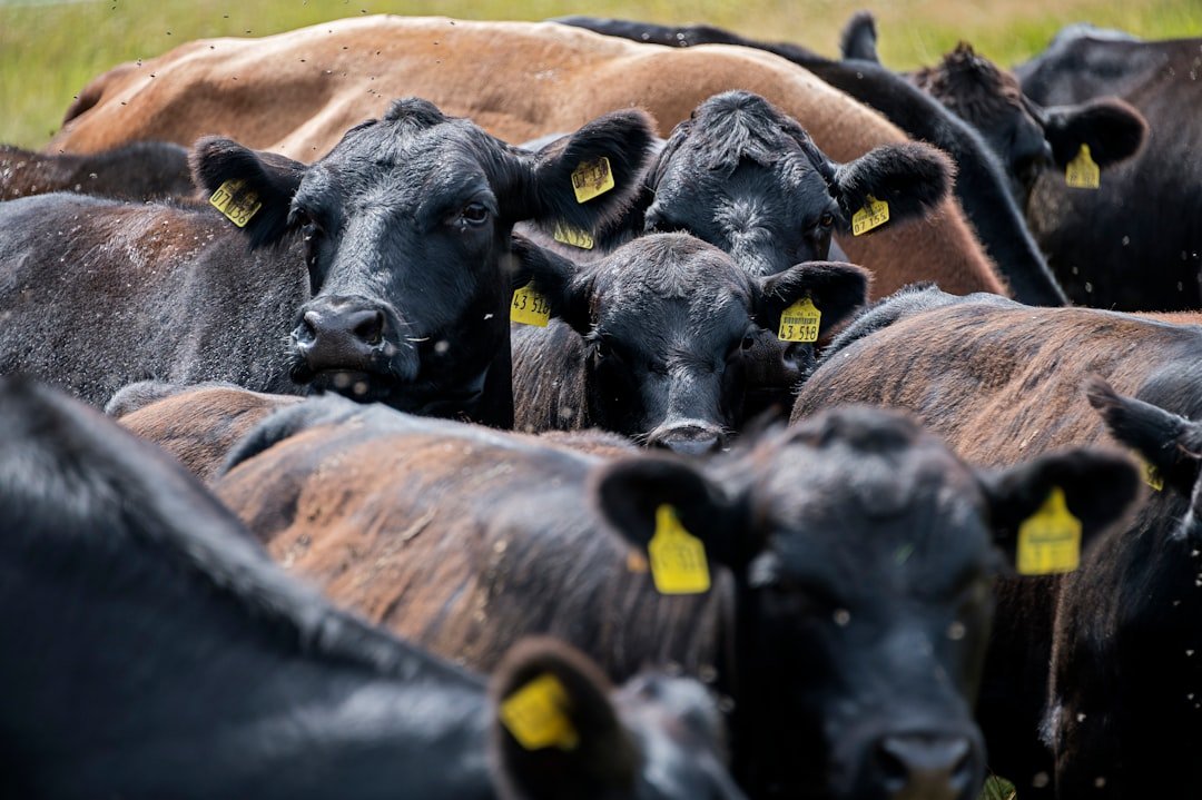 Cattle on a hot summer day