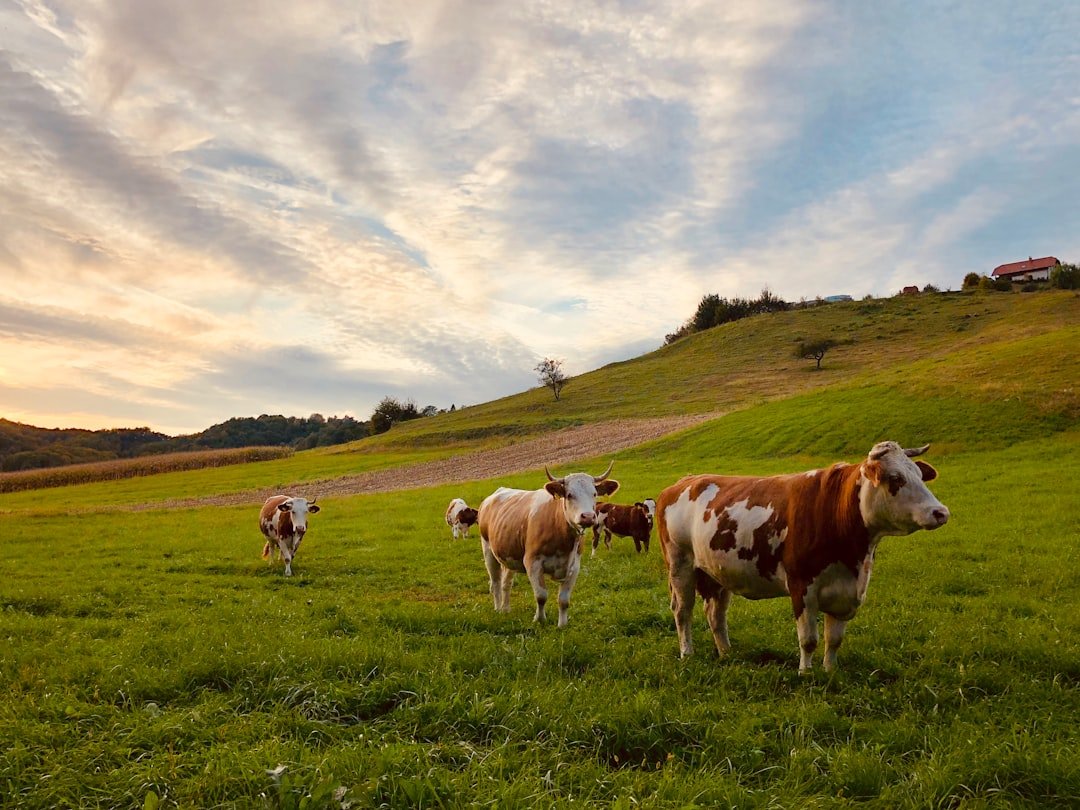 herd-of-cattle-standing-near-house-1akuvmqxuku
